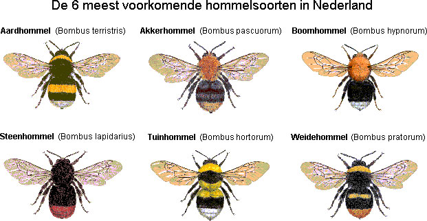 hommel[1].jpg?1314180140 width=500